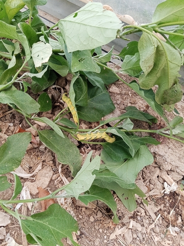 Death's Head Hawkmoth