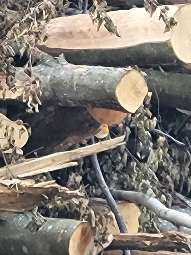 European Robin