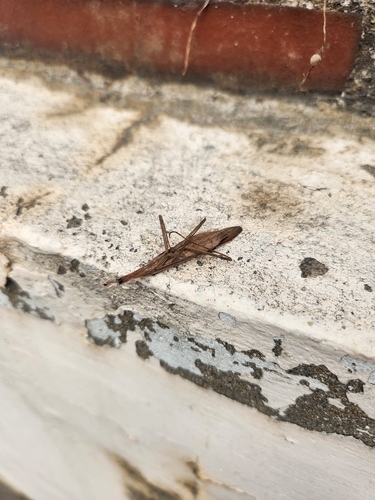 Asian Jumping Mantis