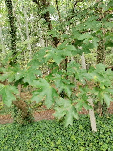 field maple
