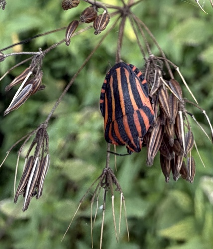 Continental Striped Shield Bug