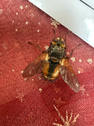 Common Tachinid