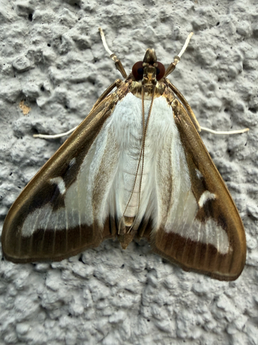 Box Tree Moth