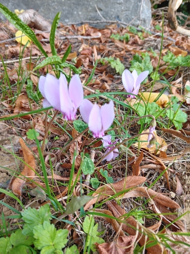 Ivy-leaved cyclamen