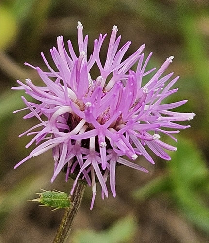 creeping thistle