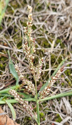 barnyardgrass