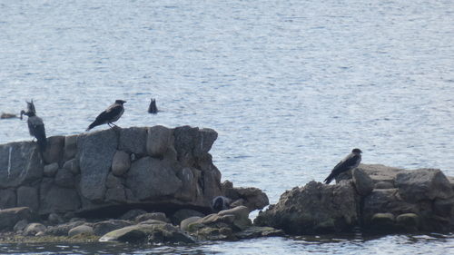 Hooded Crow