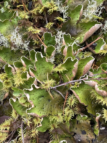freckled pelt lichen