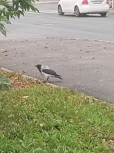 Hooded Crow