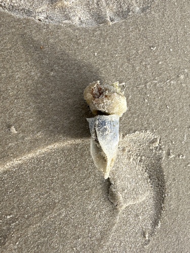 Buoy Barnacle