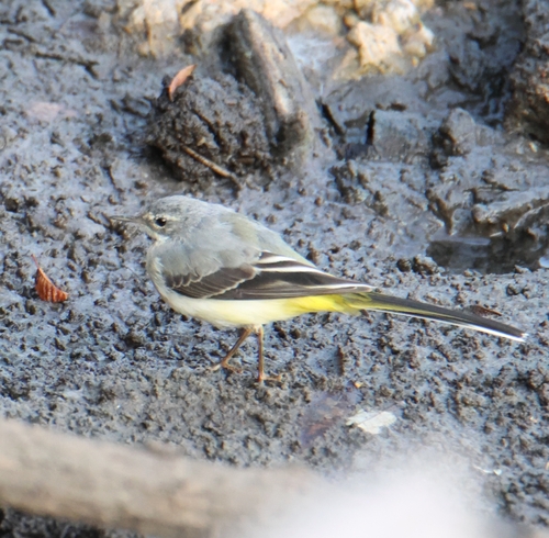 Grey Wagtail