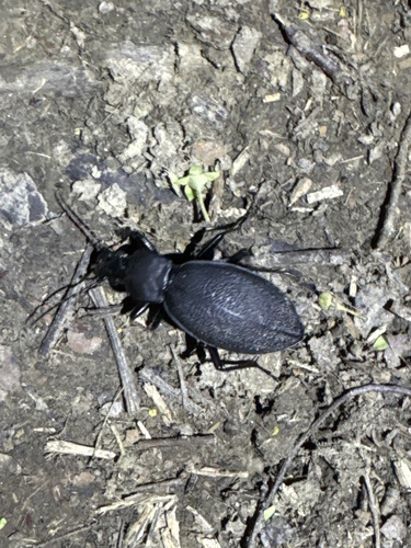 Leather Beetle