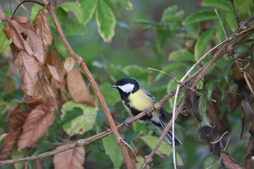 Great Tit