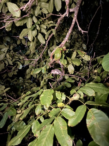 European Fat Dormouse