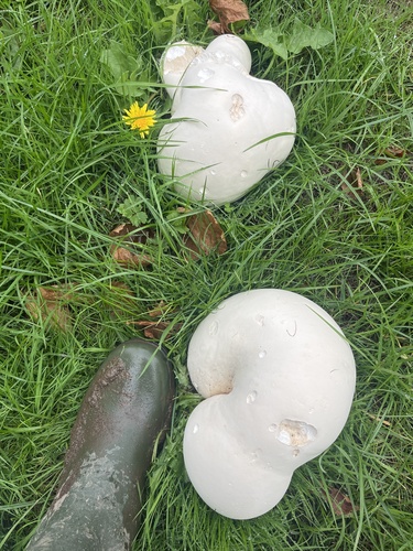 giant puffball