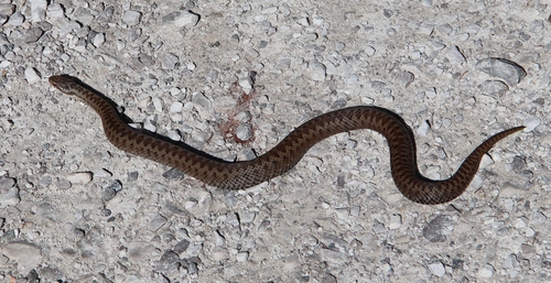 Adder