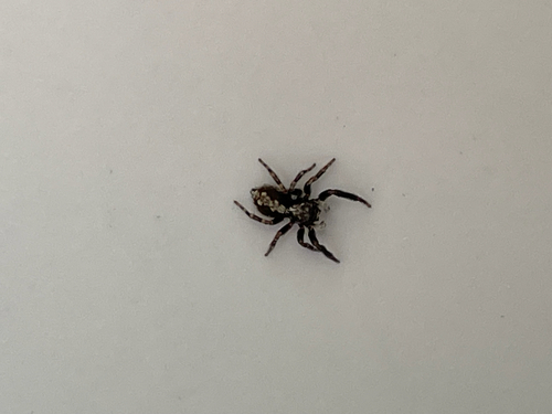 House Jumping Spider