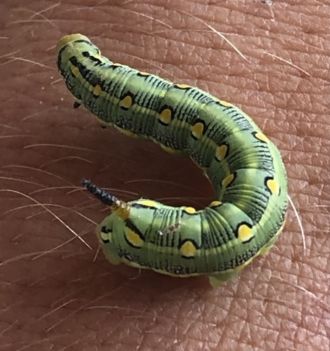 Striped Hawkmoth