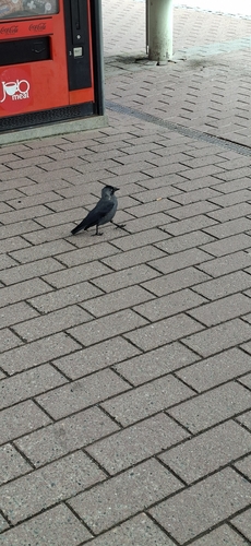 Eurasian Jackdaw