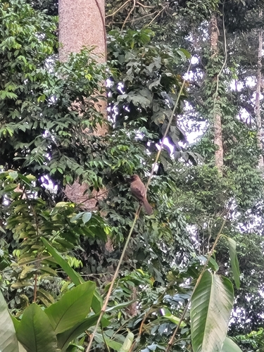 Common Bulbul