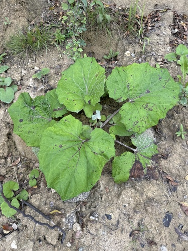colt's-foot