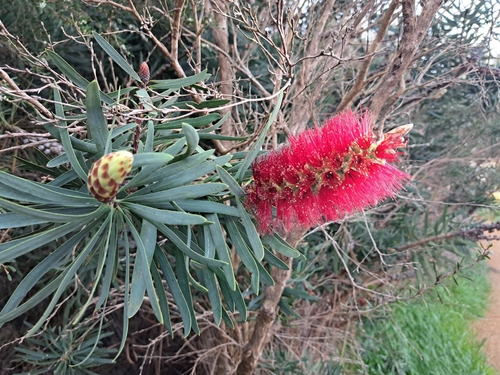 Swamp Bottlebrush