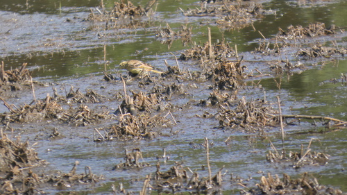 Yellowhammer