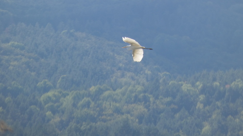 Great Egret