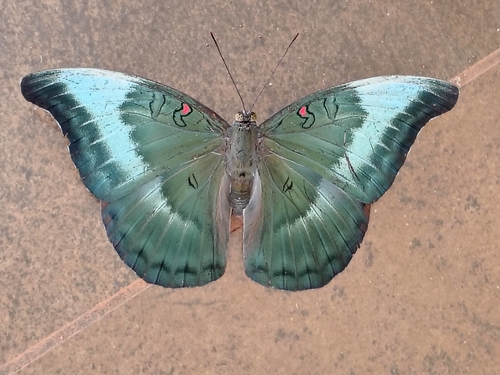 Redspot Duke