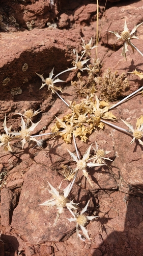 Eryngium ilicifolium