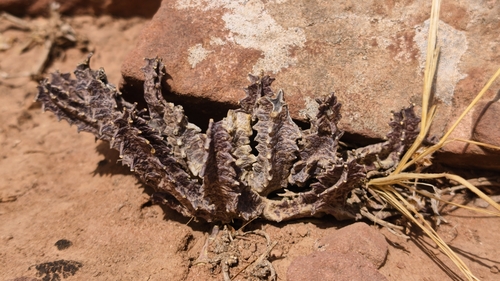 European caralluma