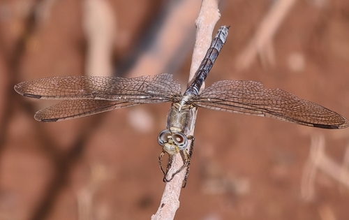 Epaulet Skimmer