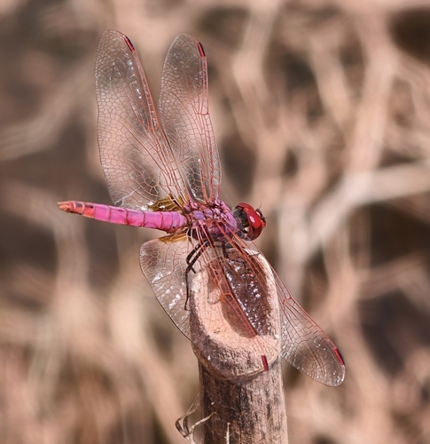Violet Dropwing