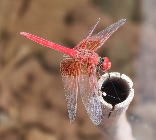 Orange-winged Dropwing