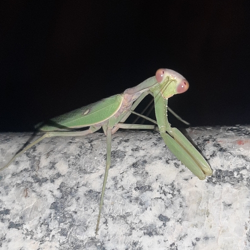 Transcaucasian Giant Mantis