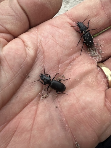 Broscus cephalotes