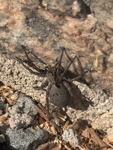 Alopecosa inquilina