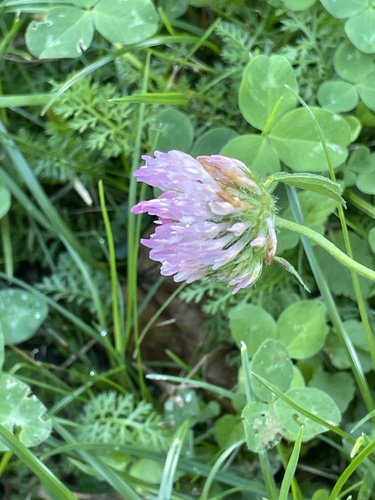 Red Clover