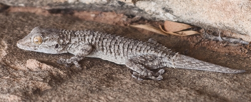 Moorish Gecko