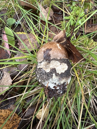 Orange Birch Bolete