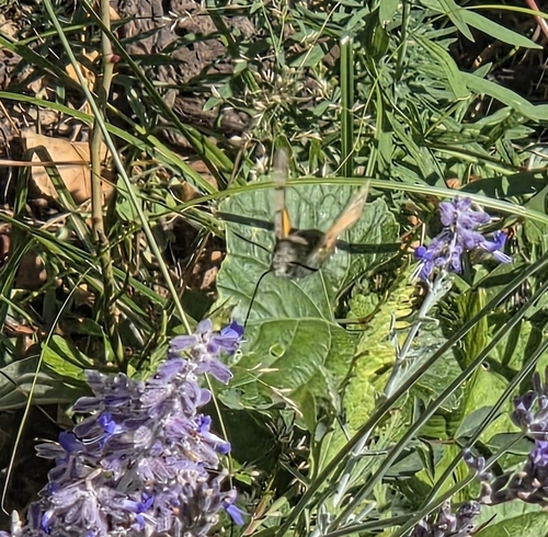 Eurasian Hummingbird Hawkmoth