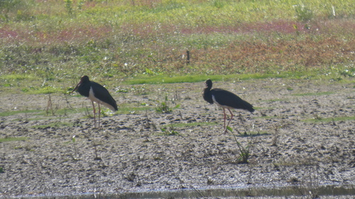 Black Stork