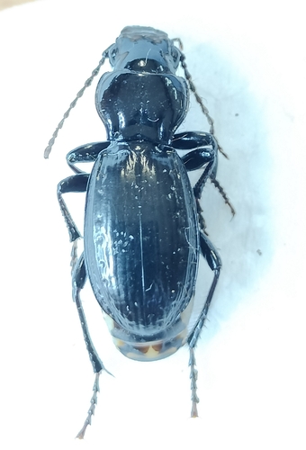 Tanythrix edura