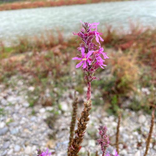 purple loosestrife
