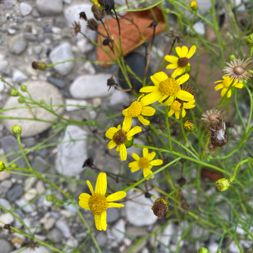 Narrow-leaved Ragwort