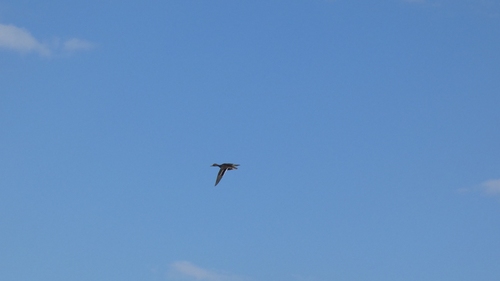 Mallard