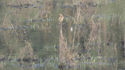 Whinchat