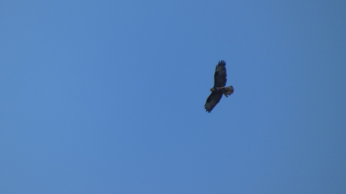 Common Buzzard