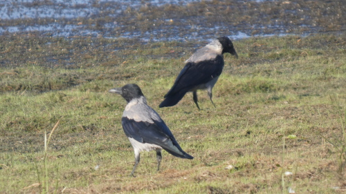 Hooded Crow