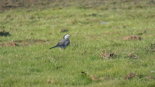 White Wagtail